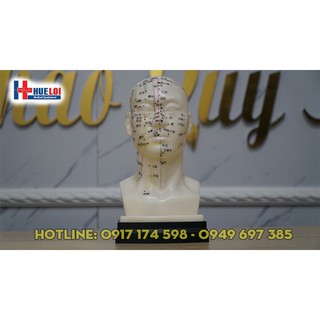 Mô hình huyệt vị đầu. Đầu châm