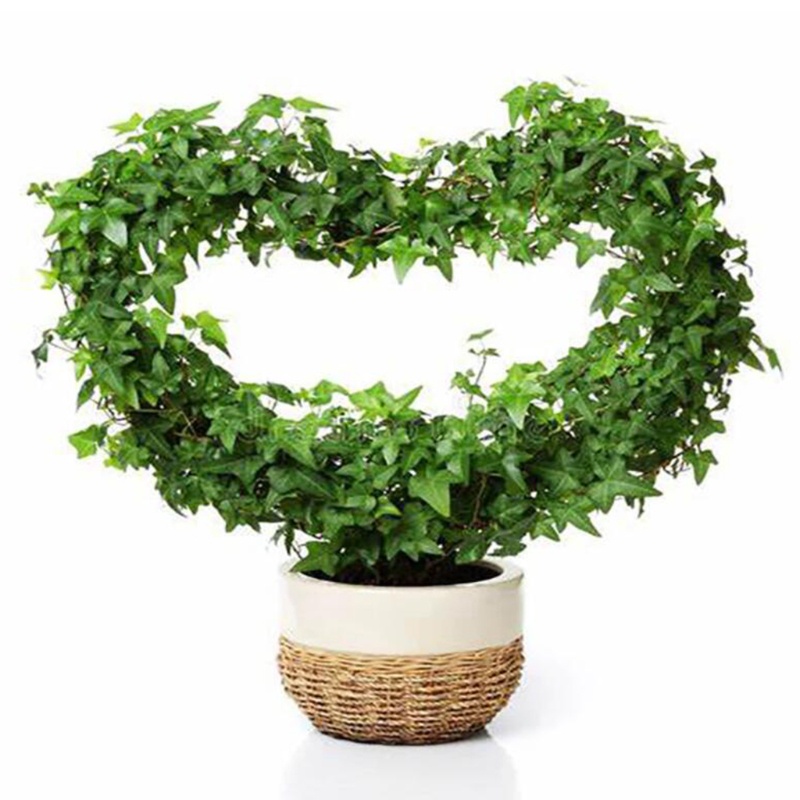 Bộ 4 Khung Hỗ Trợ Cây Leo Hình Trái Tim / Tròn