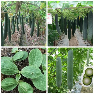 30 Hạt giống bí xanh dài ( bí sặt ) (Kèm kích thích hạt nảy mầm)