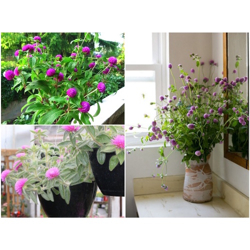 2.000 Hạt giống hoa cúc bách nhật Đỏ, Tím, Hồng, Cam