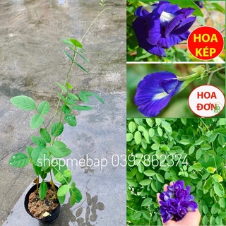 CÂY ĐẬU BIẾC HOA KÉP cây giống rẻ nhất shopee (tặng kèm hạt giống, bọc hàng rất kĩ, bảo hành cây lỗi 1 đổi 1)