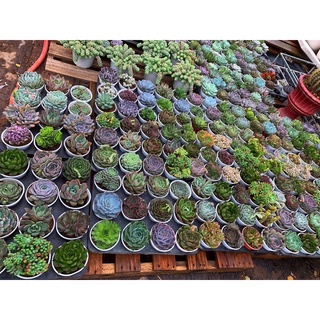 [Sale Giá Rẻ ]Sen đá Trung Size 9 - 11cm ( giao ngẫu nhiên )