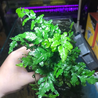 Cây Dương Xỉ Châu Phi Thủy Mộc