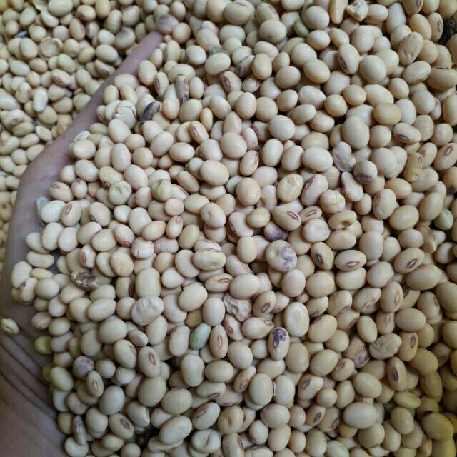 2kg đậu nành  nhà trồng