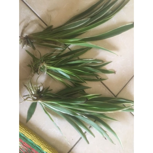 Cây cỏ nhện -rễ trần
