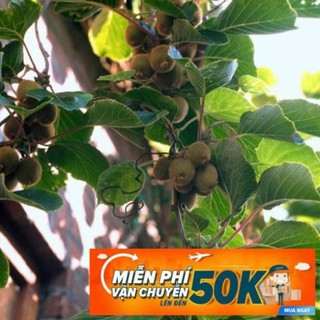30 Hạt giống Kiwi xanh (tặng gói kích nẩy mầm và hướng dẫn)