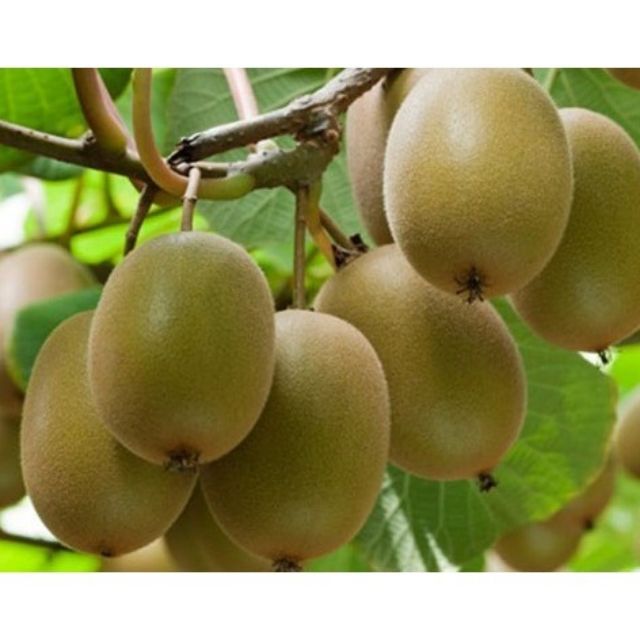 Hạt Giống Qủa Kiwi (30 Hạt) - Giàu Vitamin,Bổ Dưỡng,Tốt cho da