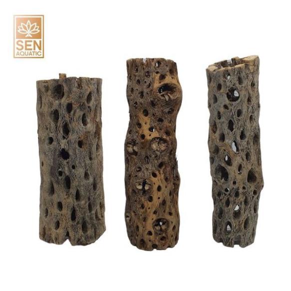 Lũa Cholla Teddy Bear