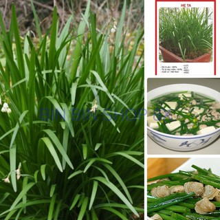 Hạt Giống rau ăn Lá Hẹ Ta { 2gram/gói }