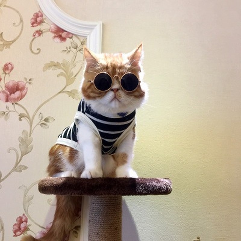 Cat Sunglasses Sunglasses Dog Teddy Personality Funny Headdress Pet Accessories Cat Glasses