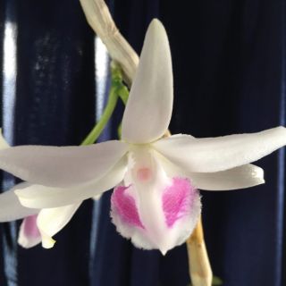 Kie phi điệp hồng Sơn Thủy 5cm