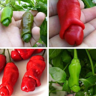 Hạt giống ớt Peter
