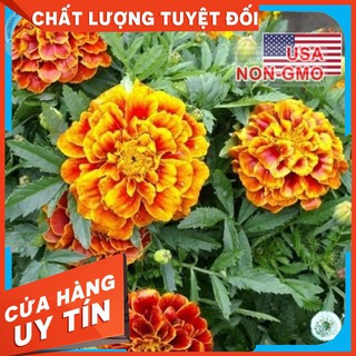 50h Hạt Giống Hoa Cúc Vạn Thọ - Nữ Hoàng Sophia (Tagetes patula)- Pháp