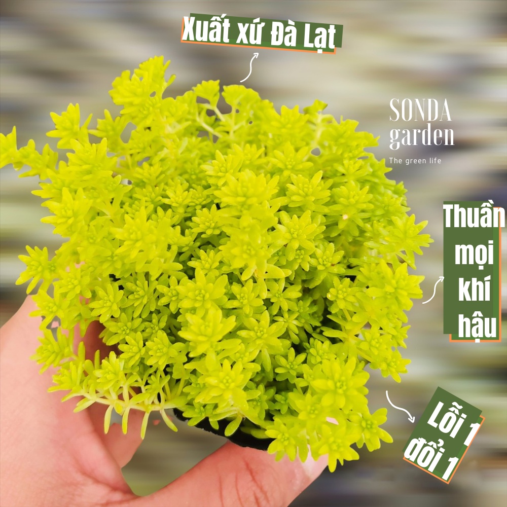 Sen đá cỏ sedum vàng SONDA GARDEN size bé 4-5cm, xuất xứ Đà Lạt, khoẻ đẹp, lỗi 1 đổi 1