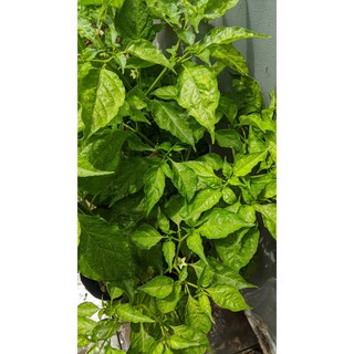 Ớt xiêm xanh