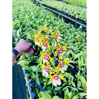 Lan Vũ Nữ Mèo Vàng (chưa hoa)