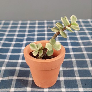 Sen đá  mini siêu xinh, cây khỏe, thuần khi hậu Việt Nam