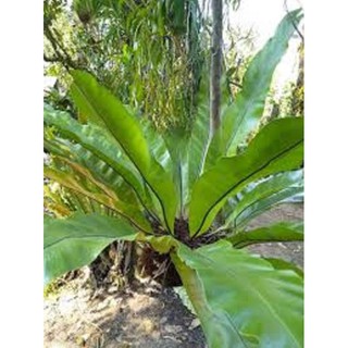 CÂY TỔ QUẠ (TỔ PHỤNG) giá thể ghép lan -cây phong thủy