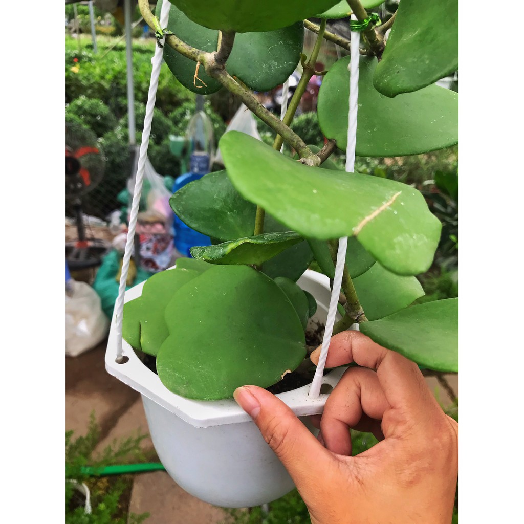 Cây cẩm cù lá tim  cao 40-45cm ổn định ,thích hợp treo ban công, trang trí hàng quán sân vườn