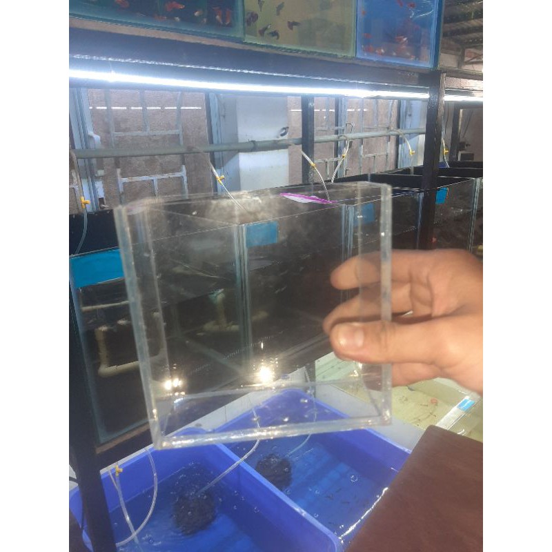 Hồ show cá siêu trong