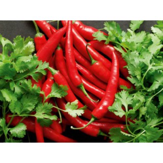 HẠT giống ỚT SỪNG ĐỎ F1 ẤN ĐỘ - GÓI 0,3 GRAM