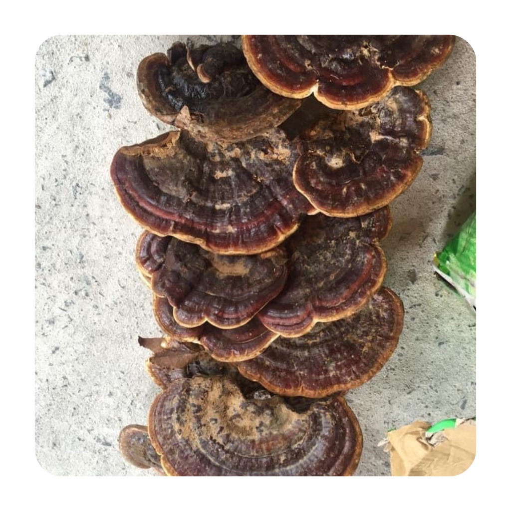 Nấm hồng chi ( nấm linh chi )chuẩn rừng loại to nguyên tai và thái lát tốt cho tim,hỗ trợ huyết áp,gout,tốt cho sức khoẻ | BigBuy360 - bigbuy360.vn
