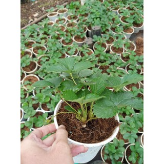 Cây Dâu Tây chịu nhiệt - chậu lớn