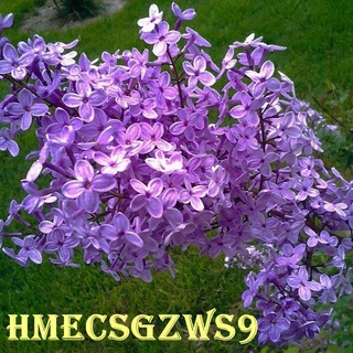 Hạt giống tử đinh hương 20h