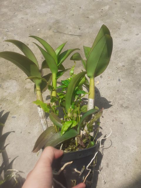 Hoa lan denro ngọc trai đen