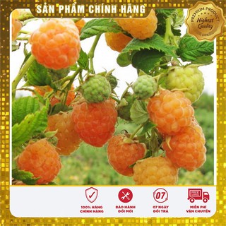 Hạt giống Quả Mâm Xôi Vàng 30 Hạt