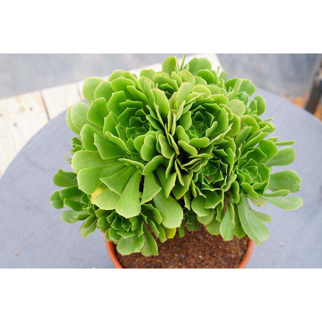 Sen đá Aeonium Xanh Gốc thụ 20cm -  Dễ trồng, khỏe -  thuần khí hậu Đà Lạt