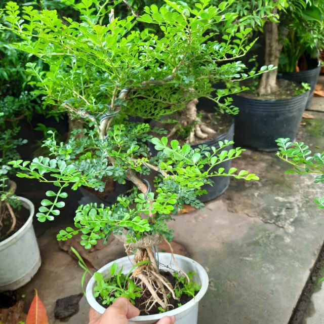Cây 🌲 Cằn thăn...bonsai