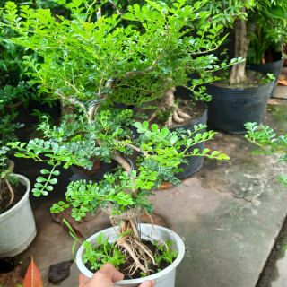 Cằn thăn...bonsai ...