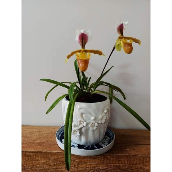 Lan hài cooci 1 cây