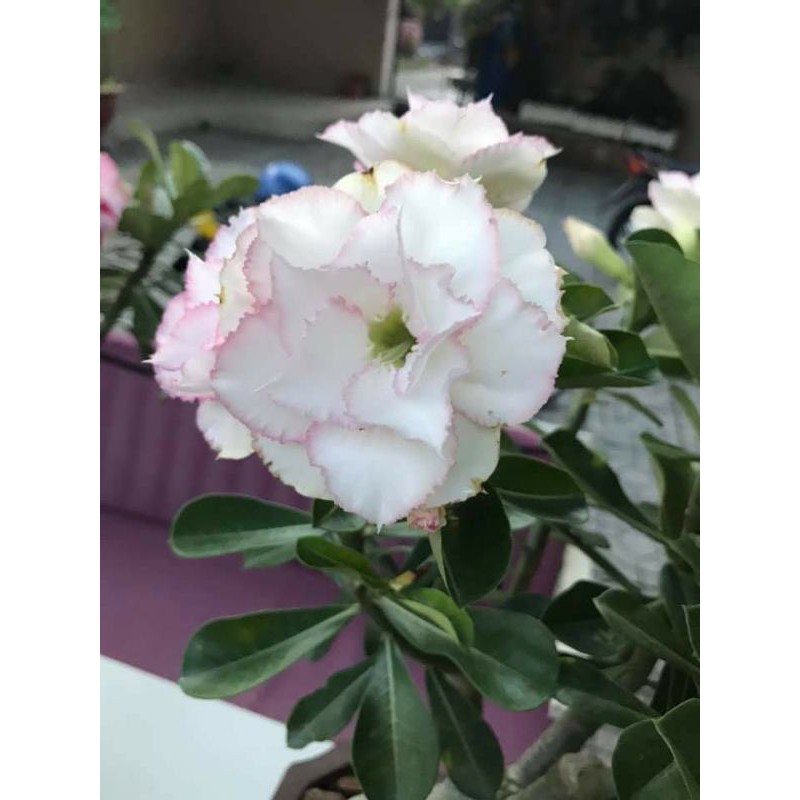 Sứ thái nhập khẩu 01 gói 20 hạt