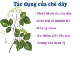 Chè dây  chữa HP