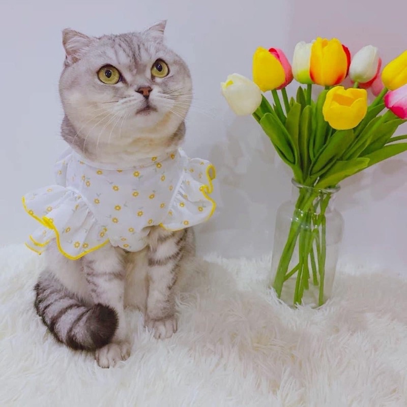 Váy giá rẻ dành cho mèo và chó - áo váy tay cánh tiên nền trắng hoa cúc vàng nhỏ cho thú cưng.