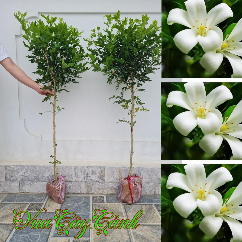 Cây nguyệt quế thoát thân cao 1.2 đến 1.5m , nguyệt quế bonsai