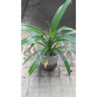 Cây lá dứa/ lá nếp giống
