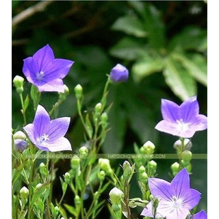 Hạt giống cát cánh  ( CÂY DƯỢC LIỆU ) 50 hạt/gói