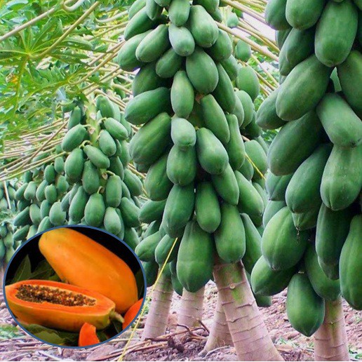 Hạt Giống Đu Đủ Lùn Ruột Đỏ Trái To F1  - Ngọt, Dinh Dưỡng, Năng Suất Cao - MUA 3 TẶNG 1 CÙNG LOẠI
