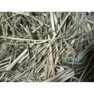 500g cỏ mần trầu khô 27k