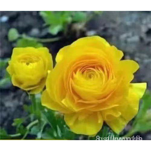 Hạt giống hoa hồng nhung 20h