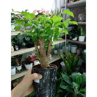 Cây Hạnh Phúc ( Cây để bàn )