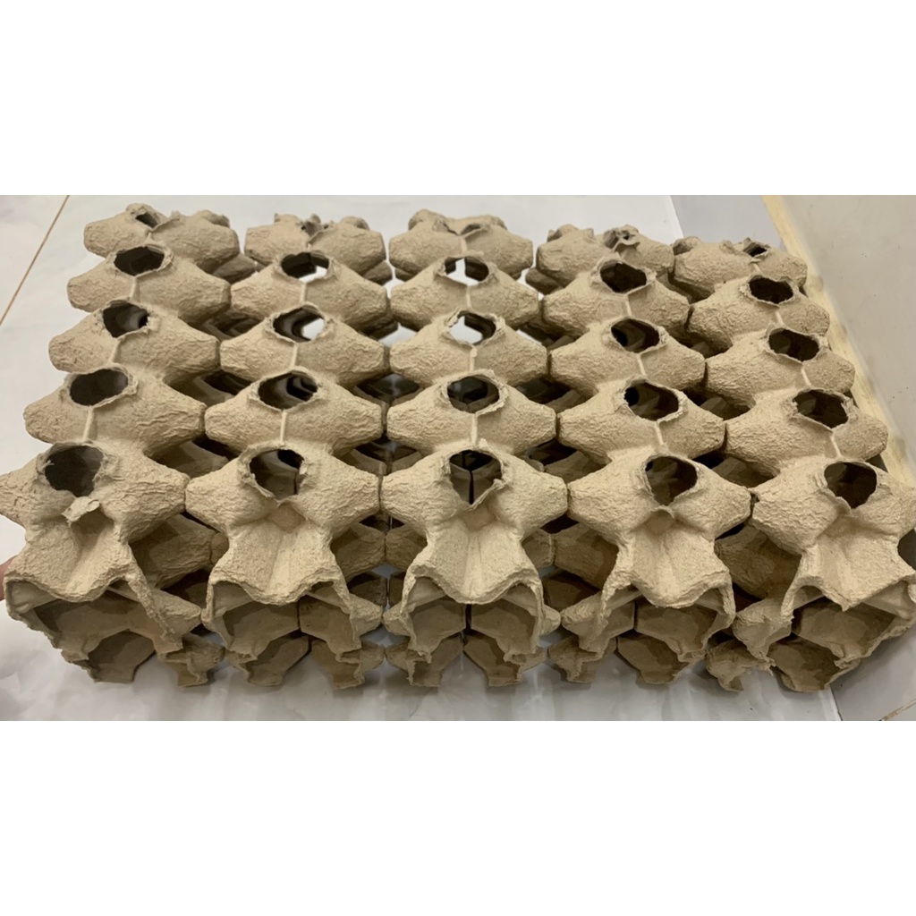 Trứng dế mèn thái vàng