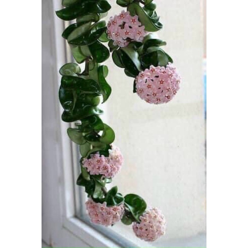 Cây lan cẩm các loại