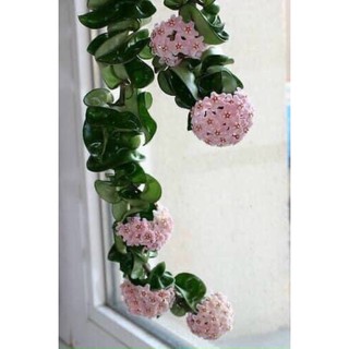 Cây lan cẩm các loại