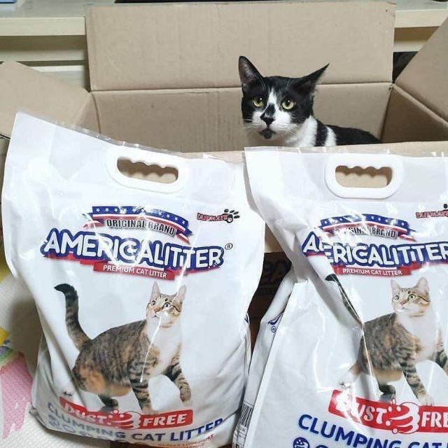 Cát chống bụi cho mèo