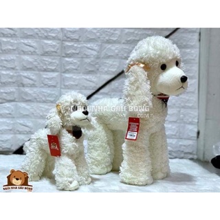 Chó Bông Poodle
