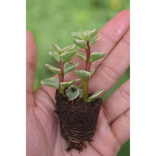 sen đá đô la trắng mini 2-4cm